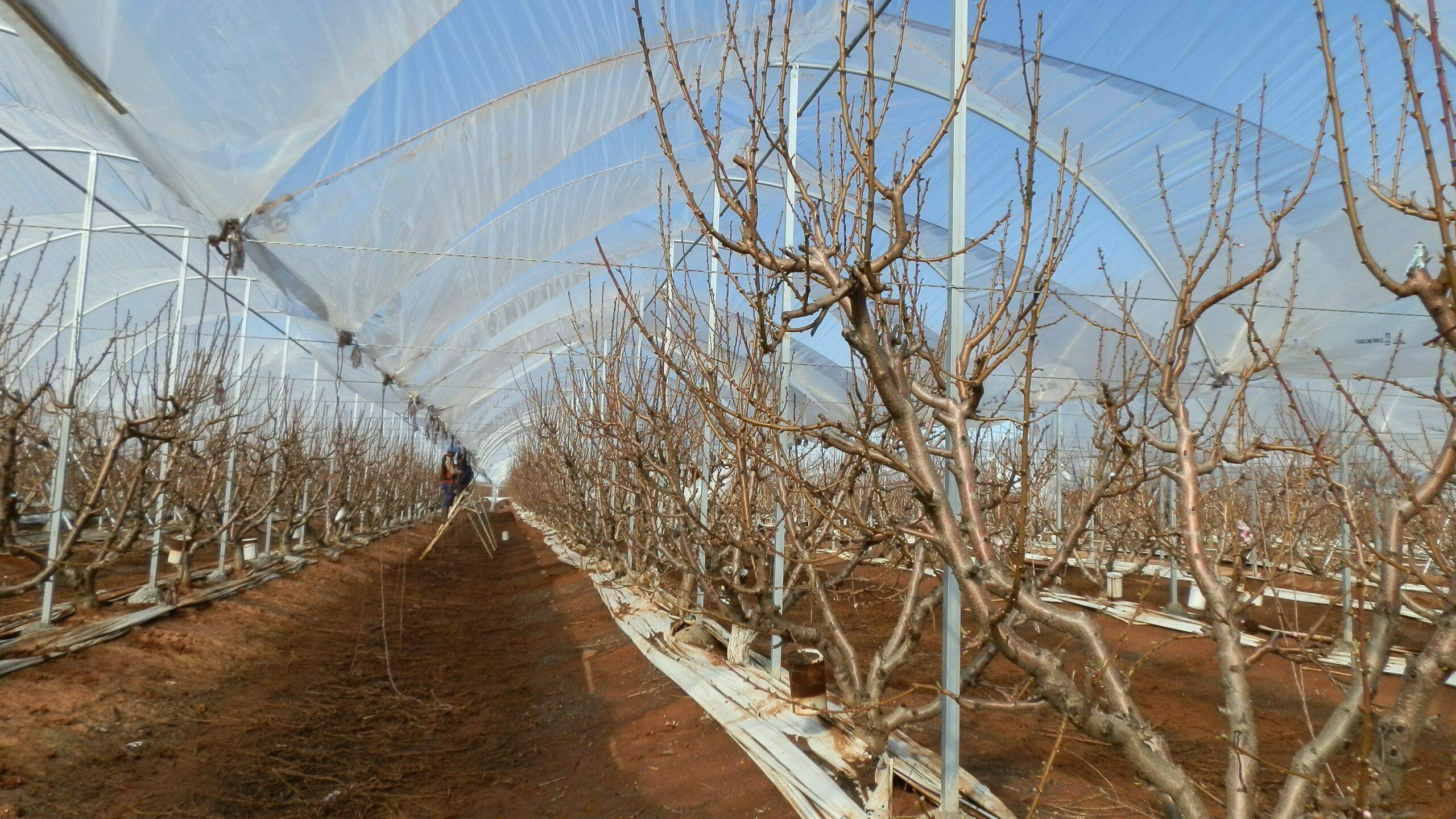 OLYMPUS DIGITAL CAMERA|OLYMPUS DIGITAL CAMERA|OLYMPUS DIGITAL CAMERA|agralia-agricover-uva-mesa..|agralia-agricover-uva-mesa|Agricover FTT13 cerezas Rio Negro|OLYMPUS DIGITAL CAMERA|fff|IMG-20211003-fff